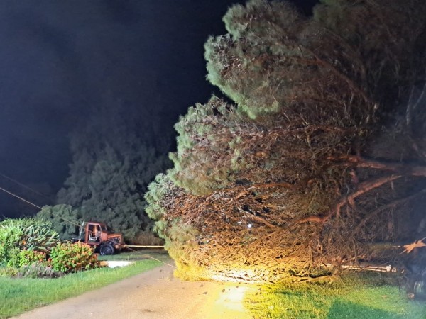 En la madrugada se registran intensos vientos por ciclón extratropical; hay caída de árboles, cables y carteles