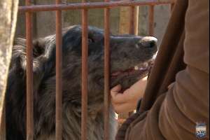 El Refugio de Animales aboga por la adopción de mascotas