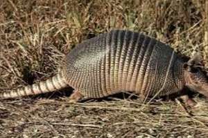 Cazaron tatúes y mulitas, pero fueron detenidos y están emplazados por la Justicia