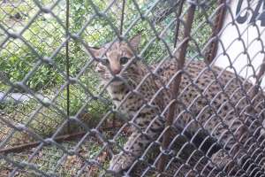 ECFA: capturaron vivo a un gato montés que mató chajás y patos