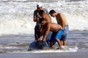 Ballena varó en costas de la Brava y fue auxiliada por bañistas