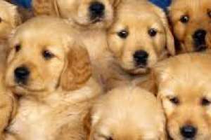 Vecina  de Maldonado fue condenada por tener 15 perros y 40 gatos y deberá pagar 8 mil dólares