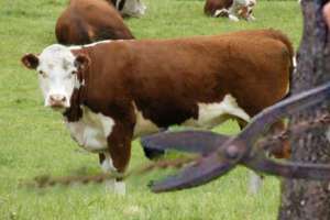 Policía investiga presunto caso de abigeato en Pan de Azúcar