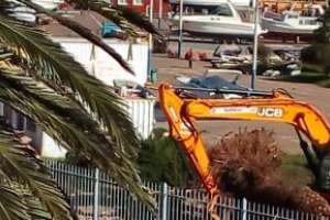 Punta del Este: palmeras de explanada portuaria pasarán a plazas