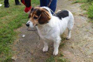 Brindarán el servicio gratuito de castraciones caninas en La Capuera