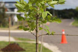 Plantarán unos 10 mil árboles en diferentes puntos del departamento