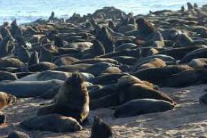 Actualizaron protocolo para el manejo de los lobos que se exportan a parques y zoológicos