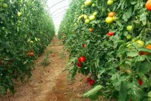 Piriápolis: llaman a interesados en taller de huerta familiar