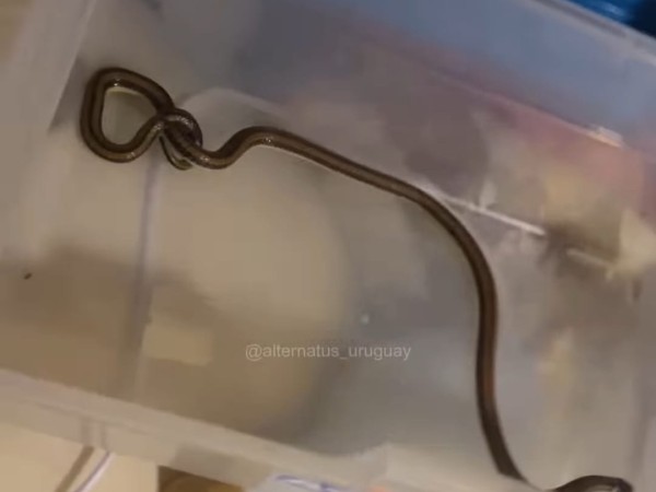 Cerro del Toro: una familia encontró una serpiente venenosa atrás de la cama y Alternatus rescató al reptil