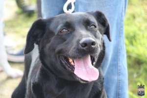 Castraciones caninas gratuitas en el barrio 14 de Febrero