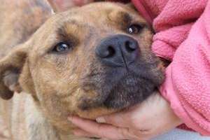 Móvil de castraciones caninas estará en el barrio San Francisco