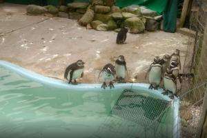 IDM aclara que nunca consideró el cierre de la ONG S.O.S Rescate de Fauna Marítima