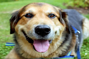 Castraciones caninas gratuitas en Piriápolis este jueves