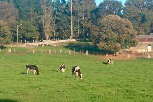 Se cumple en Aiguá una jornada sobre forestaciones en predios ganaderos y lecheros