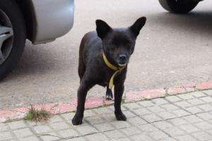 Plan de castraciones caninas llegará al barrio Sarubbi