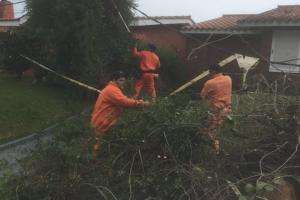 IDM retiró árboles y ramas derribadas por los fuertes vientos de las últimas horas