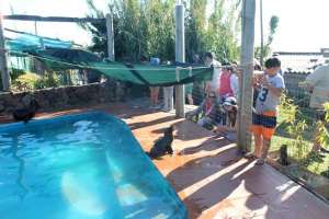 Diputados mediarán en conflicto desatado por el traslado de S.O.S. Rescate de Fauna Marítima