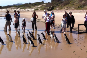 Liberaron animales rescatados y manifestaron a favor de SOS Rescate de Fauna Marina