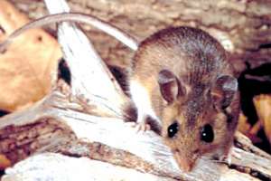 Capacitan sobre prevención y control de enfermedades zoonóticas