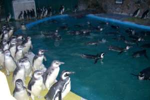 Mediación: avanzaron hacia solución para SOS Rescate de Fauna Marina