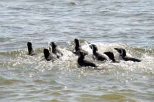 “SOS Fauna Marina” se reubicaría en la desembocadura de del arroyo Las Flores