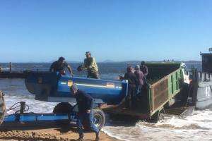 Más de 1000 pinos marítimos aportarán a la reforestación de la Isla Gorriti