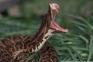 Cantidad de mordeduras de ofidios se mantienen aunque bajó la mortalidad