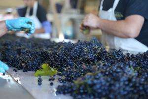 Presentación de "Los Caminos del Vid y los Olivos"