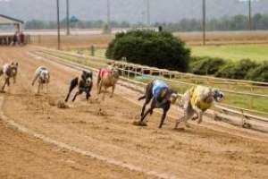 Ediles blancos piden que se prohíban las carreras de perros en todo el departamento