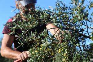 Posponen el lanzamiento de "Los caminos de la Vid y Los Olivos"