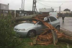 El paso de la tormenta hizo caer dos árboles en Maldonado, uno aplastó un auto