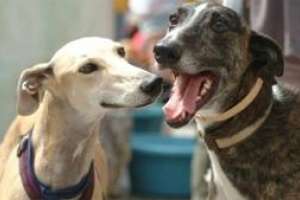 Municipio de Punta del Este tampoco habilitará carreras de perros