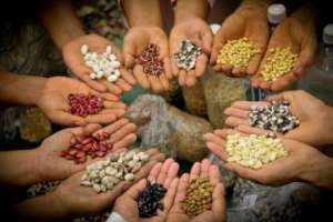 Encuentro de Semillas Orgánicas de Maldonado se realiza este domingo