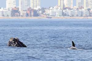 Ballena franca: menores del INAU realizaron en Maldonado su primera experiencia turística
