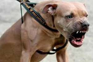 Otra mujer fue mordida por un pitbull del cual era propietaria en Maldonado