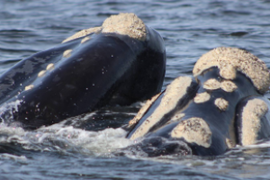 Festejan cinco años de la declaratoria del Santuario de Ballenas y Delfines