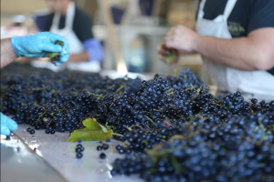 Llega a Punta del Este el 41º Congreso Mundial de la Viña y el Vino