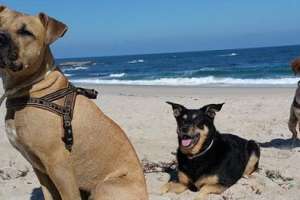 Mascotas en la playa: sepa qué zonas están habilitadas
