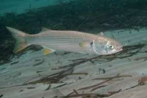 Conferencia sobre cultivo de peces nativos