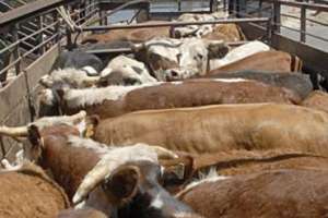 Productores de Maldonado no cuentan con guías de transporte de ganado