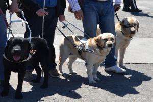 Se cumple entrega gratuita de dos perros guías para ciegos en Maldonado