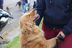 Castraciones en Pan de Azúcar