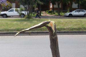 Insólito: robaron y vandalizaron árboles de la avenida José Batlle y Ordóñez