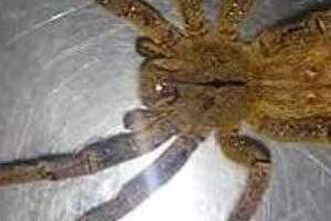 La araña más venenosa del mundo fue encontrada en Piriápolis