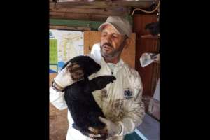 Derrame en la Boya de José Ignacio: rescatan aves y cachorros de lobo bañados en petróleo