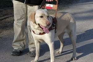 Denuncian que chofer de CODESA insultó y amenazó a un ciego que llevaba a un perro guía