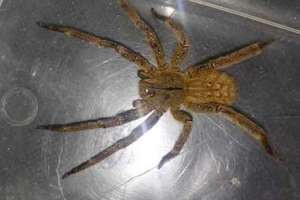 En una verdulería de San Carlos apareció otra araña "bananera" que es muy venenosa