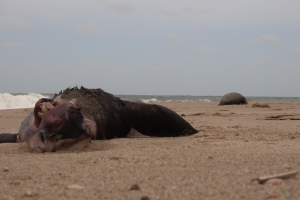 Descartan que aparición de lobos muertos esté vinculada al derrame de petróleo