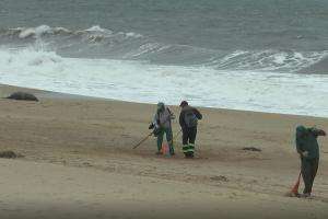 Para intendencia muerte de lobos no tiene relación con los derrames de crudo
