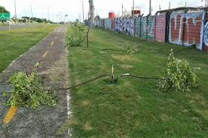 Intendencia repudia nueva destrucción de árboles y radica la denuncia ante la Policía
